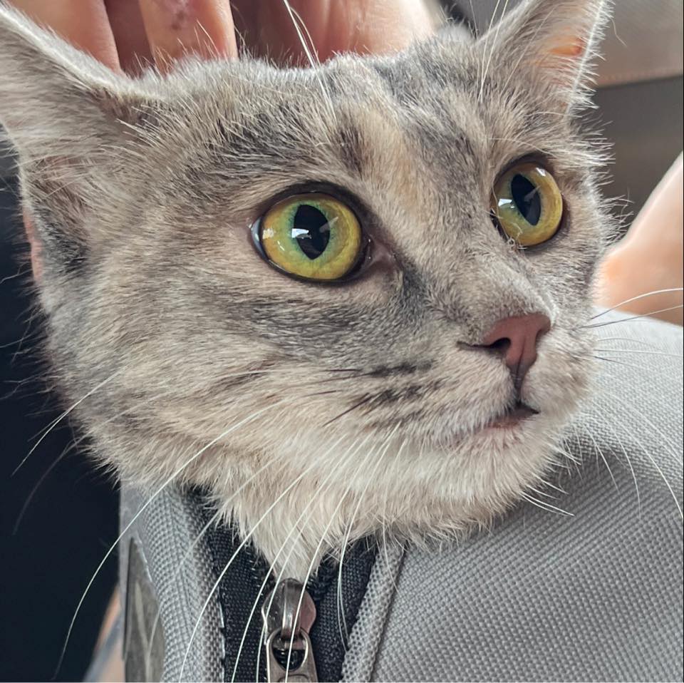 Oracle's avatar