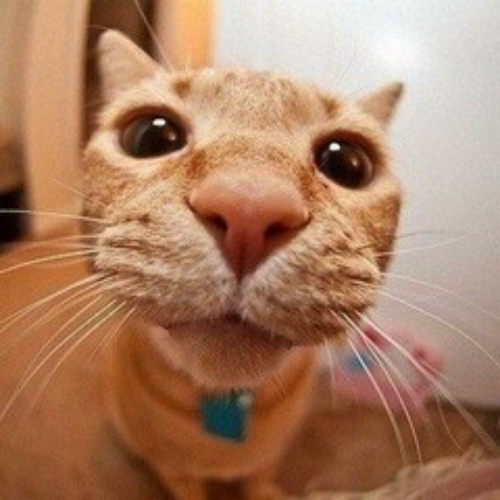 Avatar Kirilll