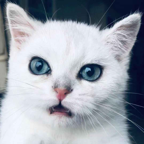 Jack Fu