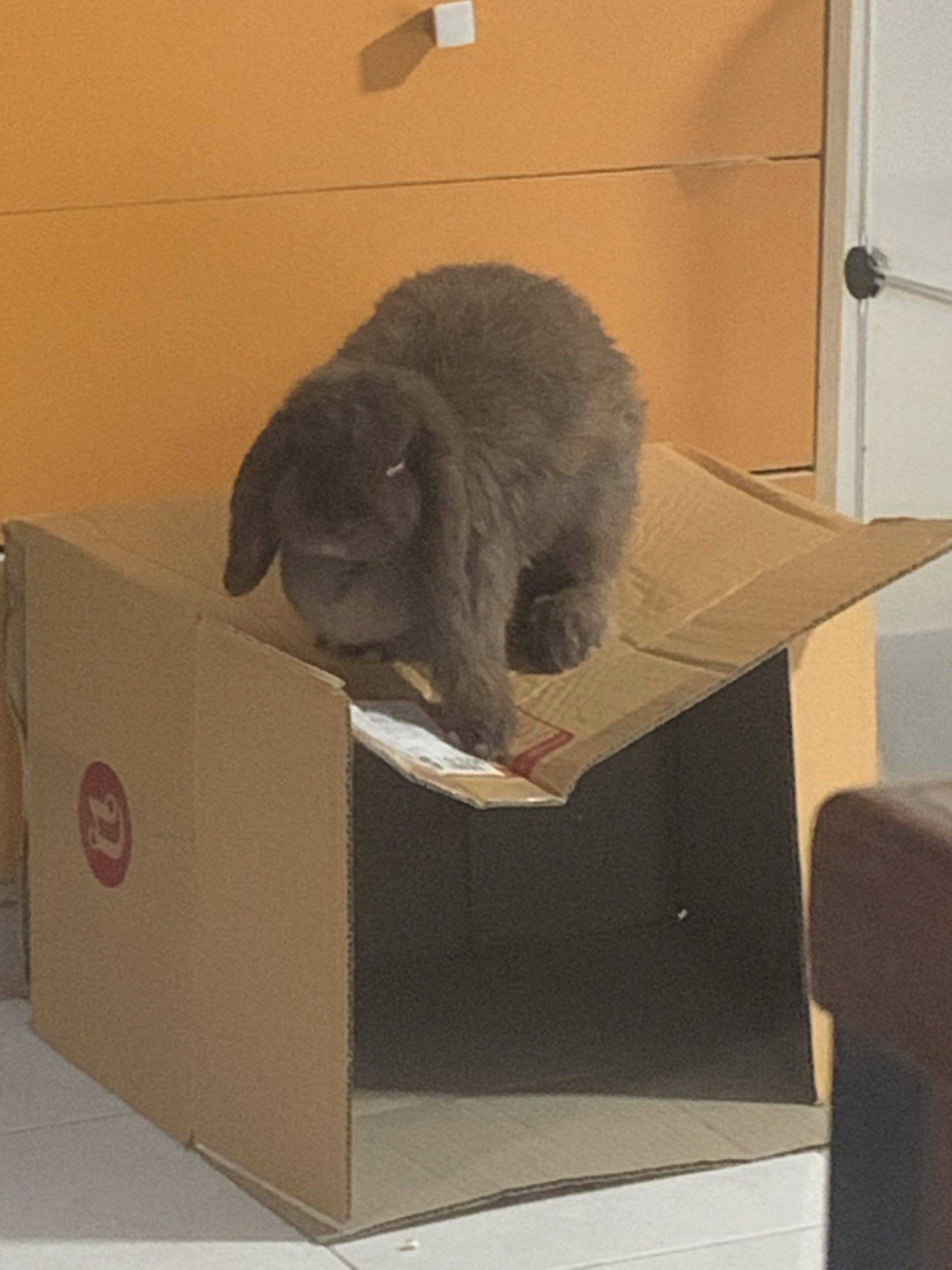 BunnyBite's avatar