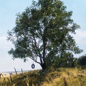 Megascans - This collection is an early access tree pack with 22 unique models of various maturity to build a photorealistic black alder forest. The pack includes a powerful foliage master material to control seasons and wind.