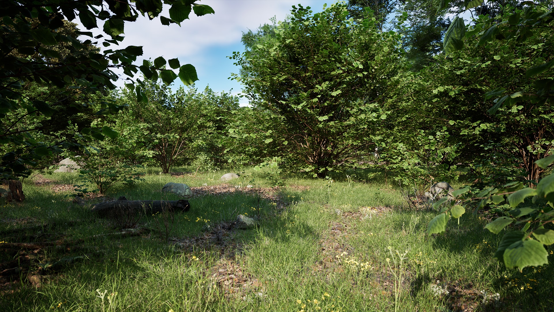 megascans-trees-common-hazel-early-access-in-megascans-ue-marketplace