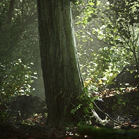 Megascans - 该合集是一个抢先体验的树木资产包，包含27棵分别代表不同树龄的唯一模型，可用于构建一座逼真的鹅耳枥森林。该资产包提供强大的植被主材质，可控制季节和风力风向。