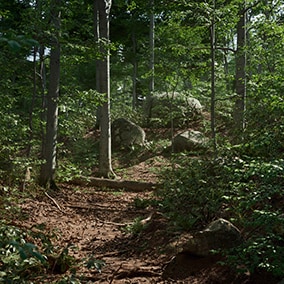 Megascans - 该合集为抢先体验版树木资产包，包含17种覆盖不同树龄的唯一模型，可构建照片级逼真的山毛榉树林。该资产包拥有强大的植被主材质，可控制季节和风力风向。