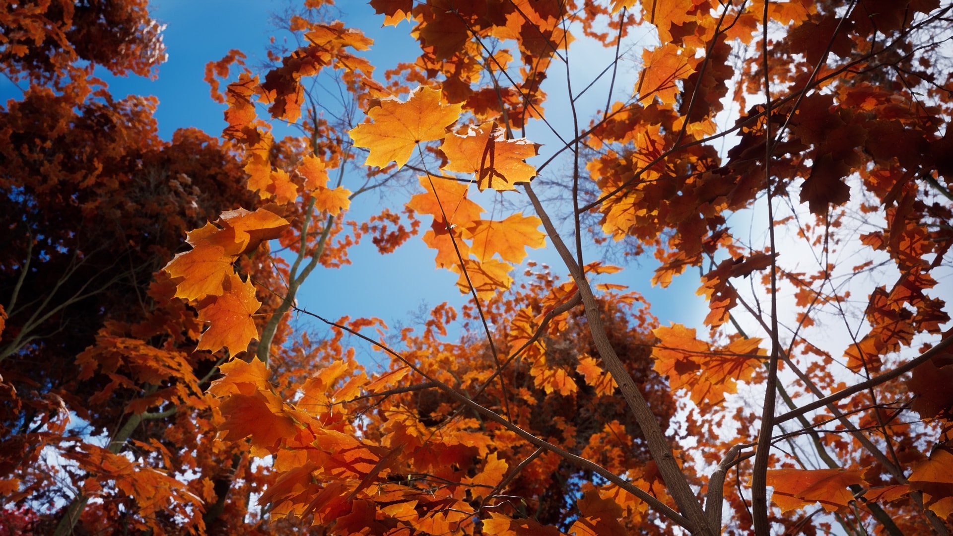 Megascans Trees: Norway Maple (Early Access)