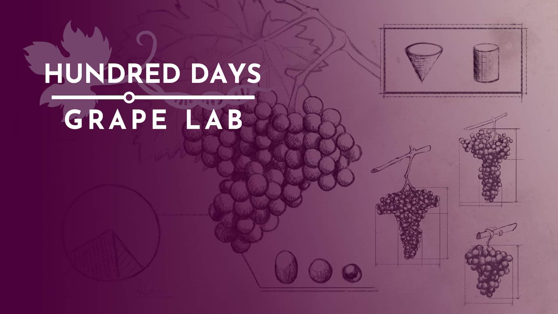 Hundred Days Grape Lab