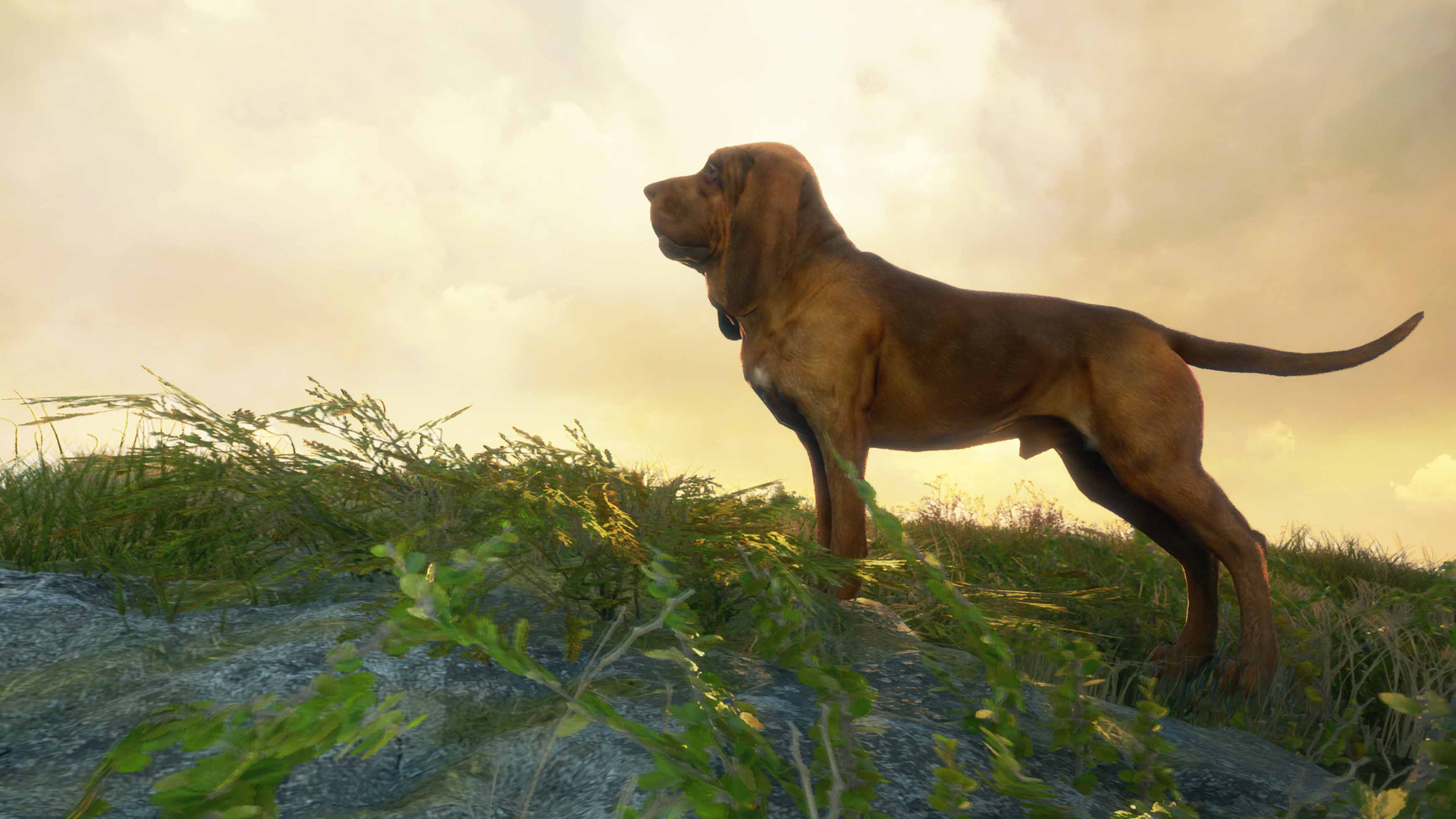 theHunter: Call of the Wild™ - Bloodhound - featuredMedia