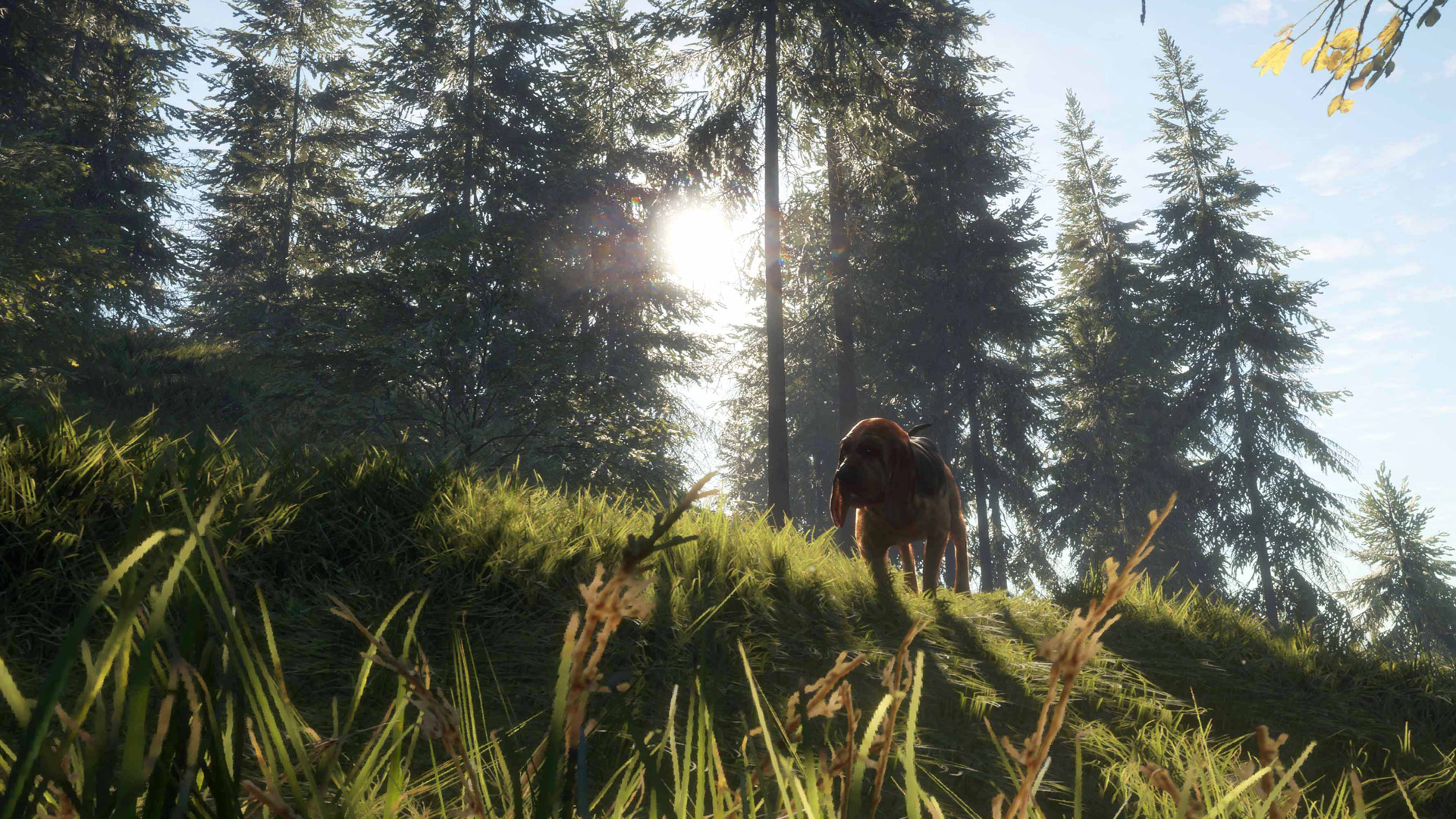 theHunter: Call of the Wild™ - Bloodhound - featuredMedia
