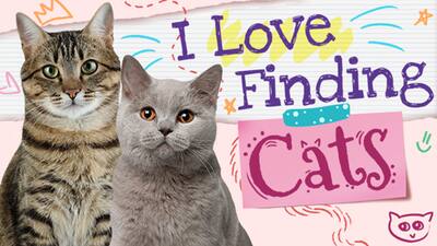 I Love Finding Cats
