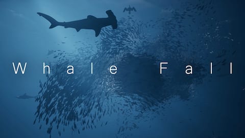 Whale Fall