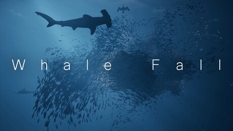 Купить дешево Whale Fall Купить ключ дешево Whale Fall
