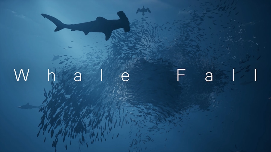 Whale Fall