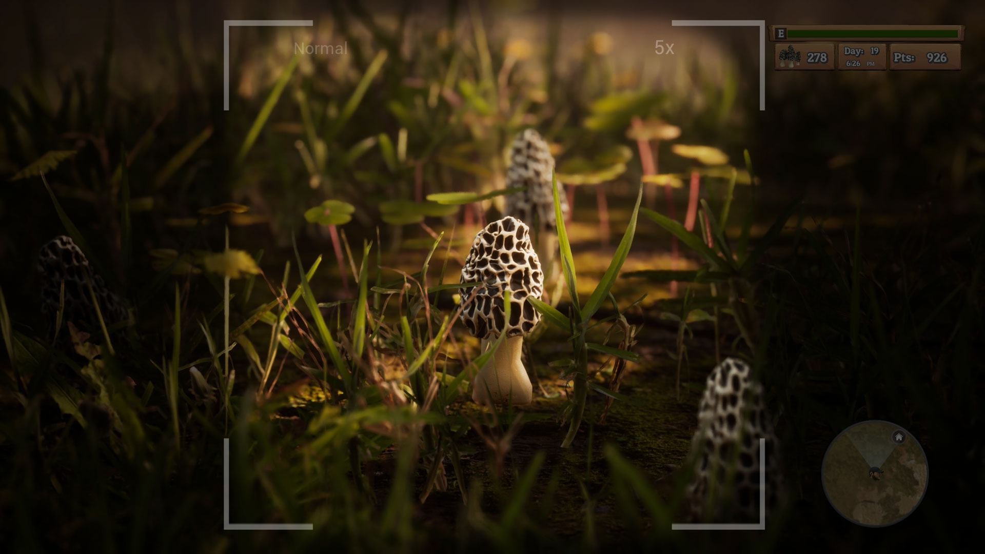Morels-1wtcu