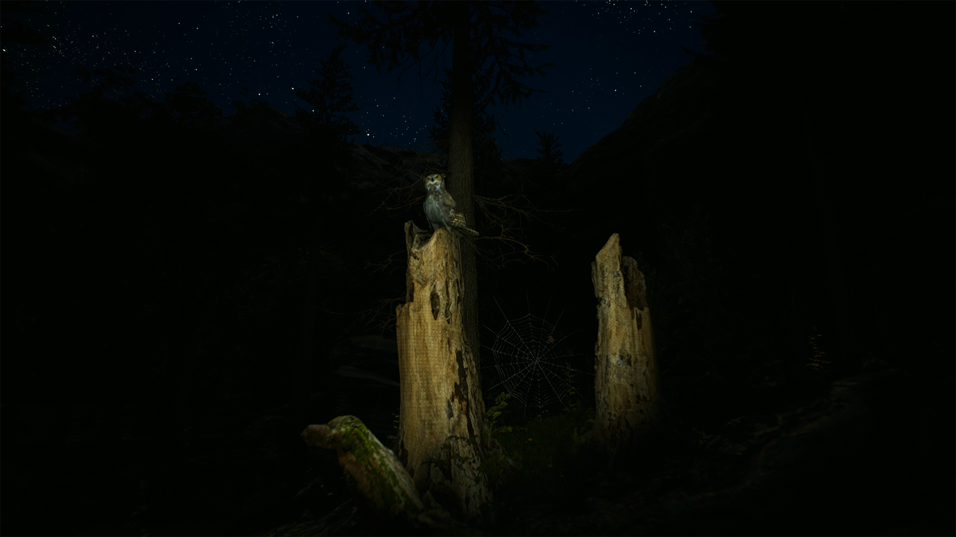 Morels-3z0vz