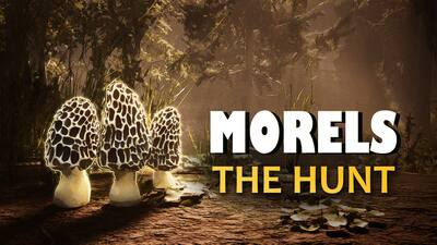 Morels: The Hunt