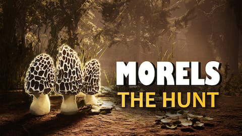 Morels: The Hunt