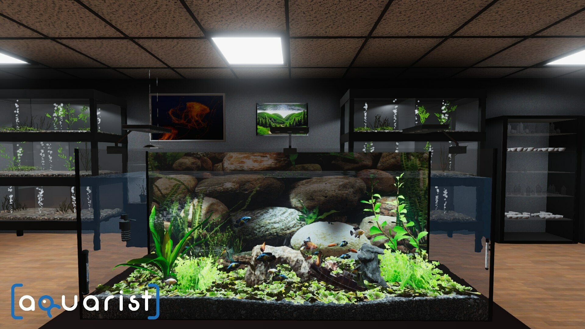 Aquarist-kdilf