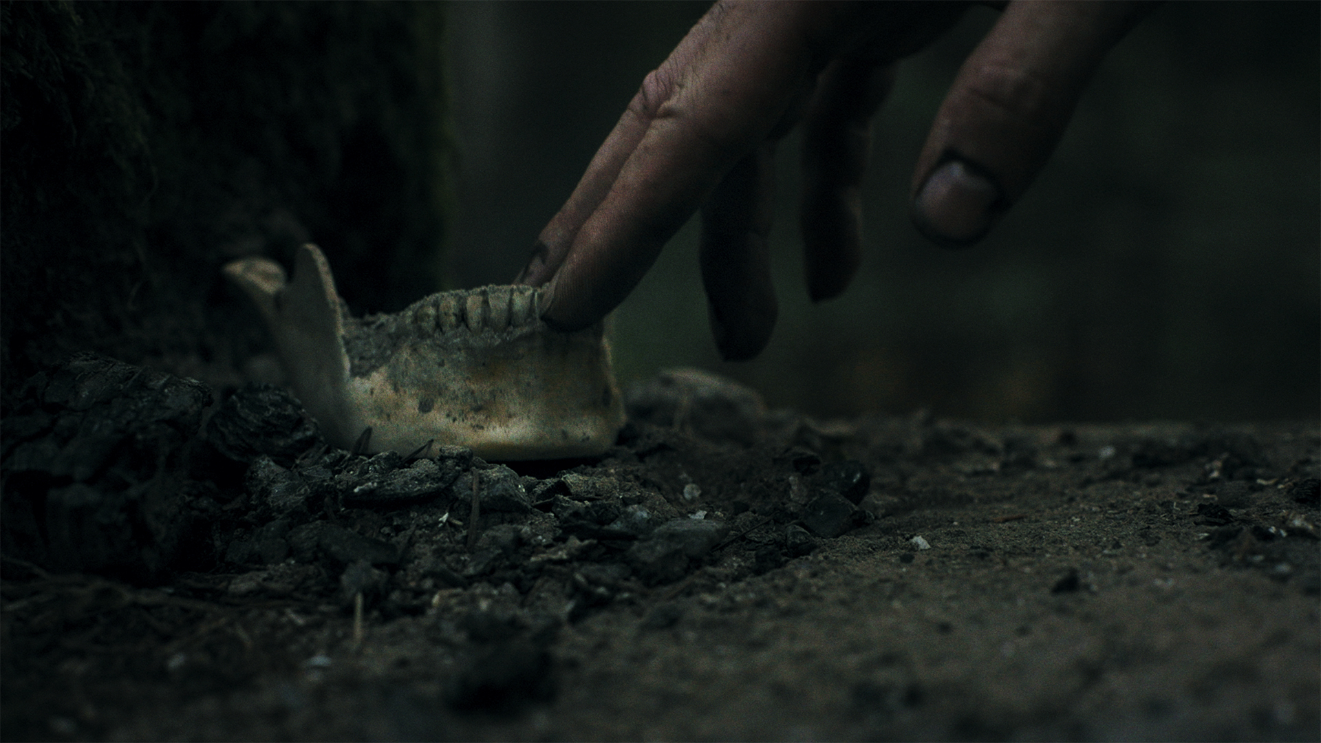 Heart of the Forest-14ud5