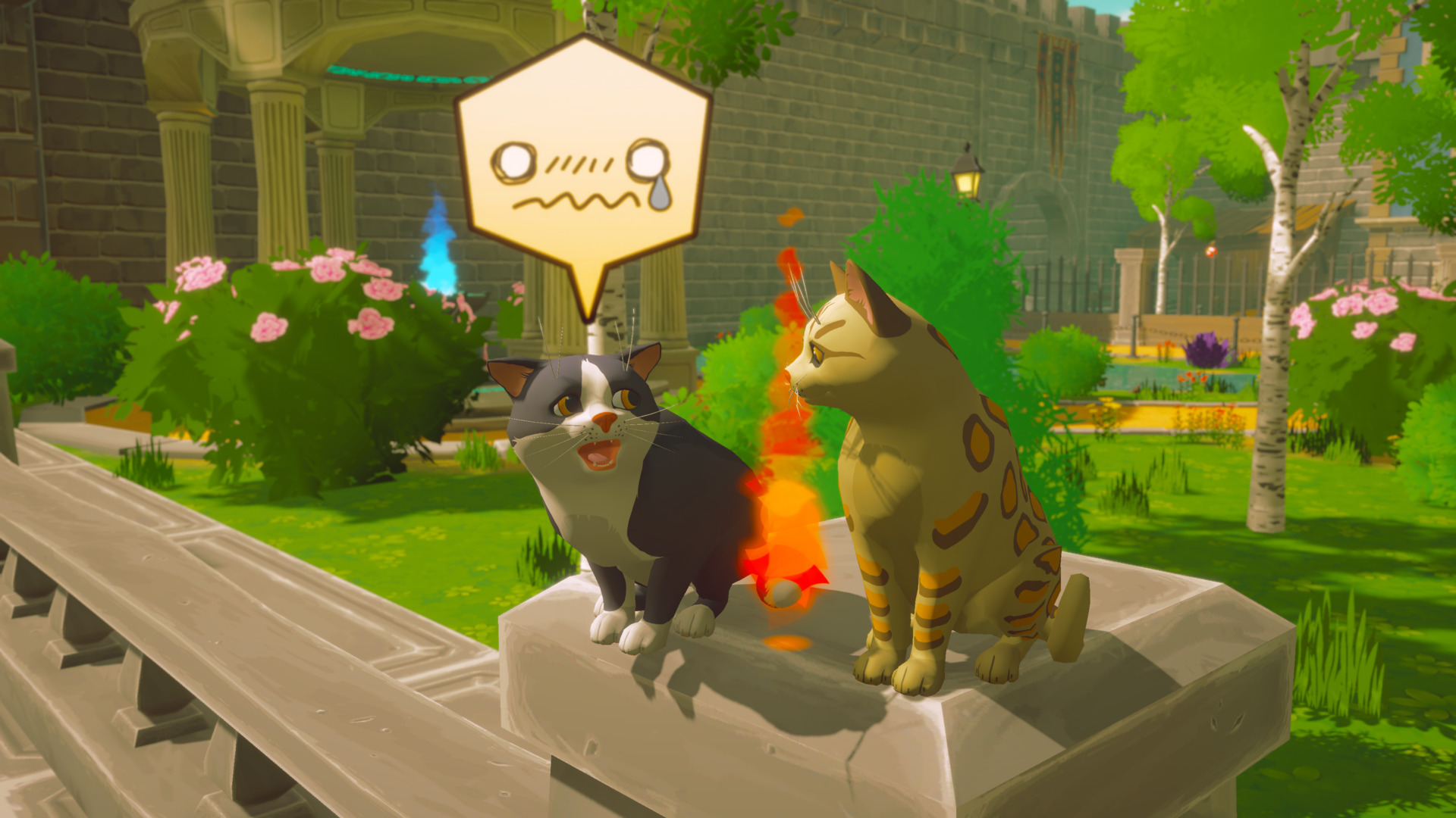 Pawbay-oce56
