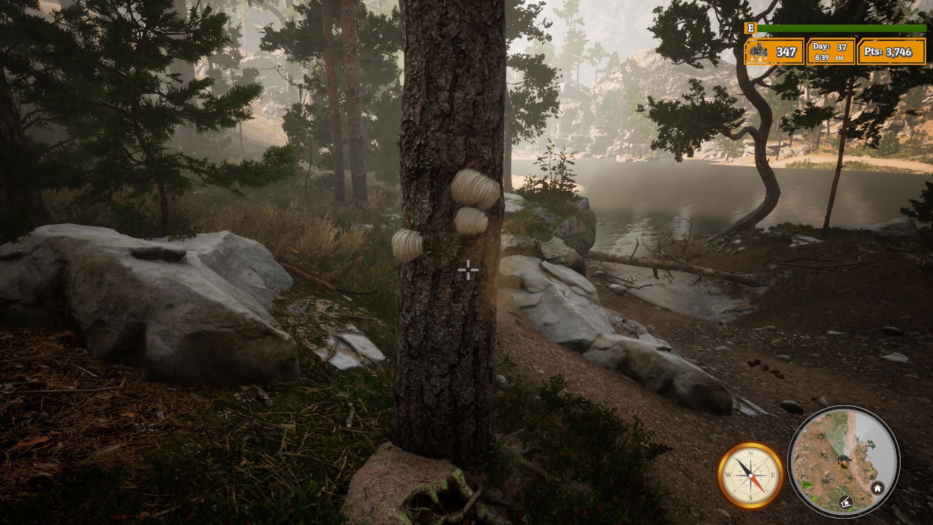 Morels The Hunt 2-ilvah