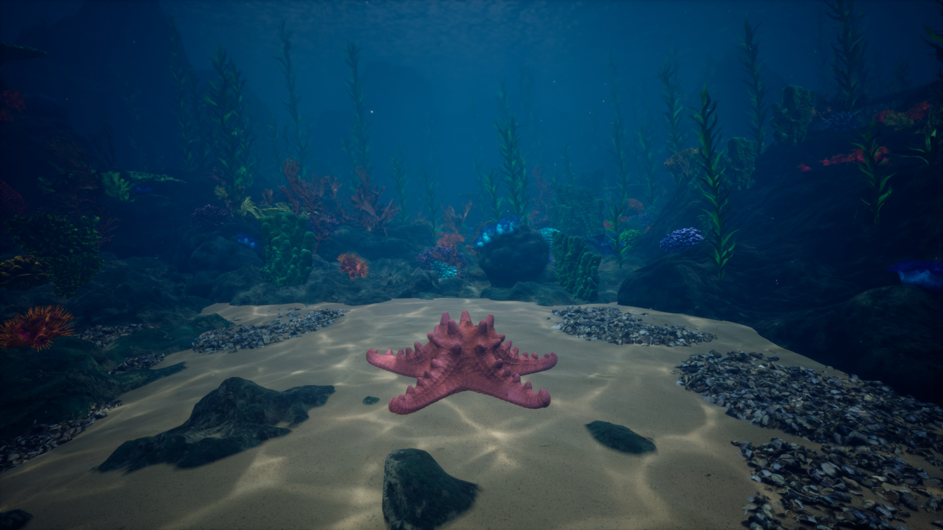 Starfish Simulator-jzkqq