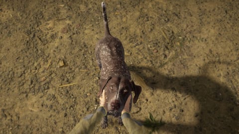 theHunter: Call of the Wild™ - Hunting Dog Bundle - Epic Games Store