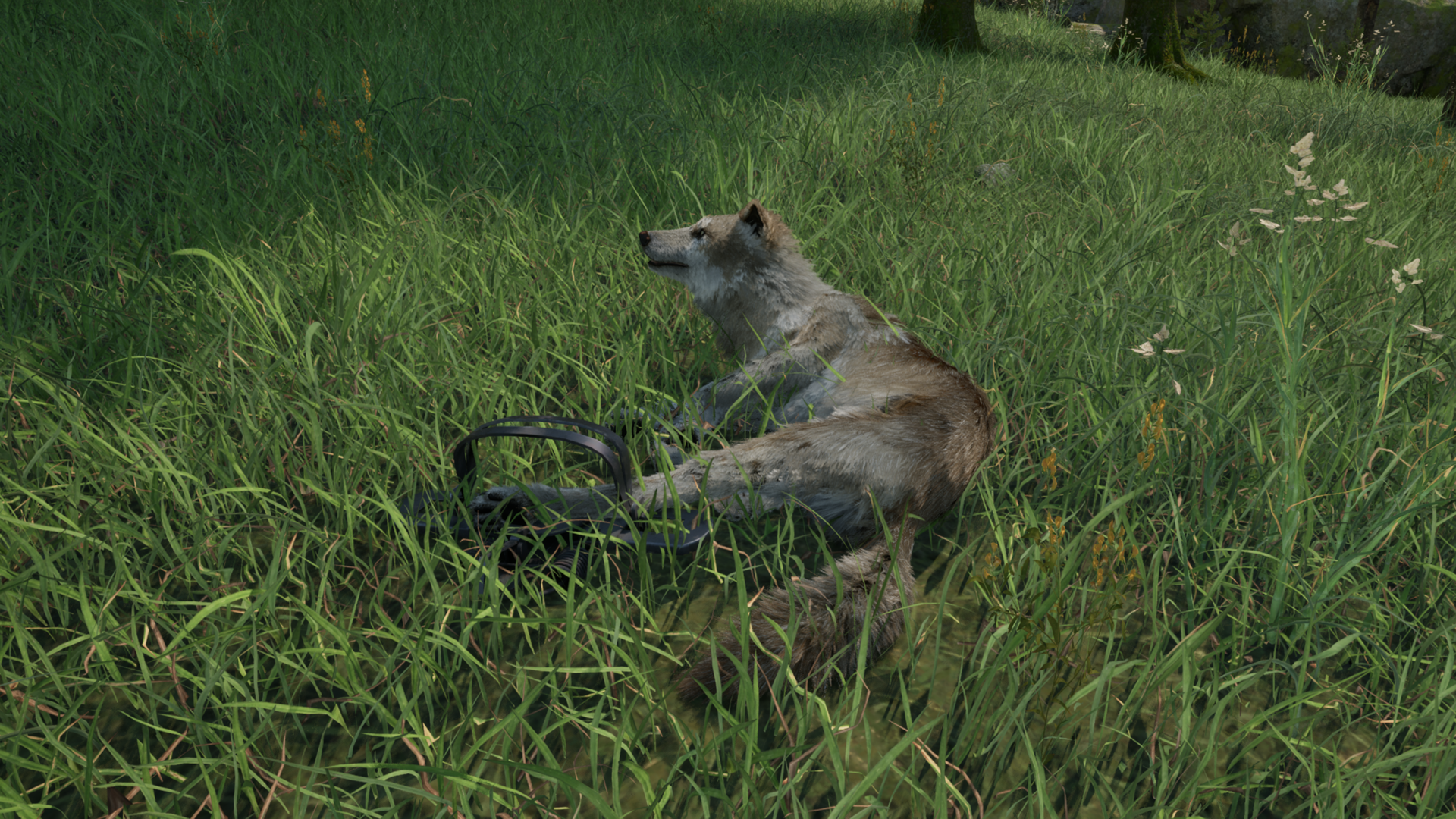 Ranger's Path: National Park Simulator-1be0r