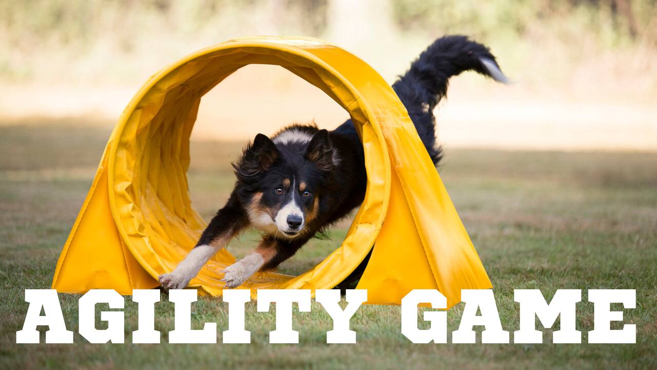 Agility Game PC gameplay screenshot 1 of 1