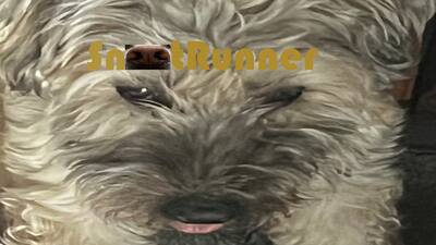 Snoot Runner