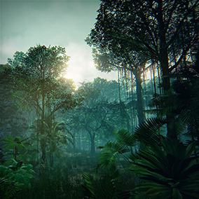 If you wander through the dense, tropical jungle, you can feel the warm, damp climate of rainforests.