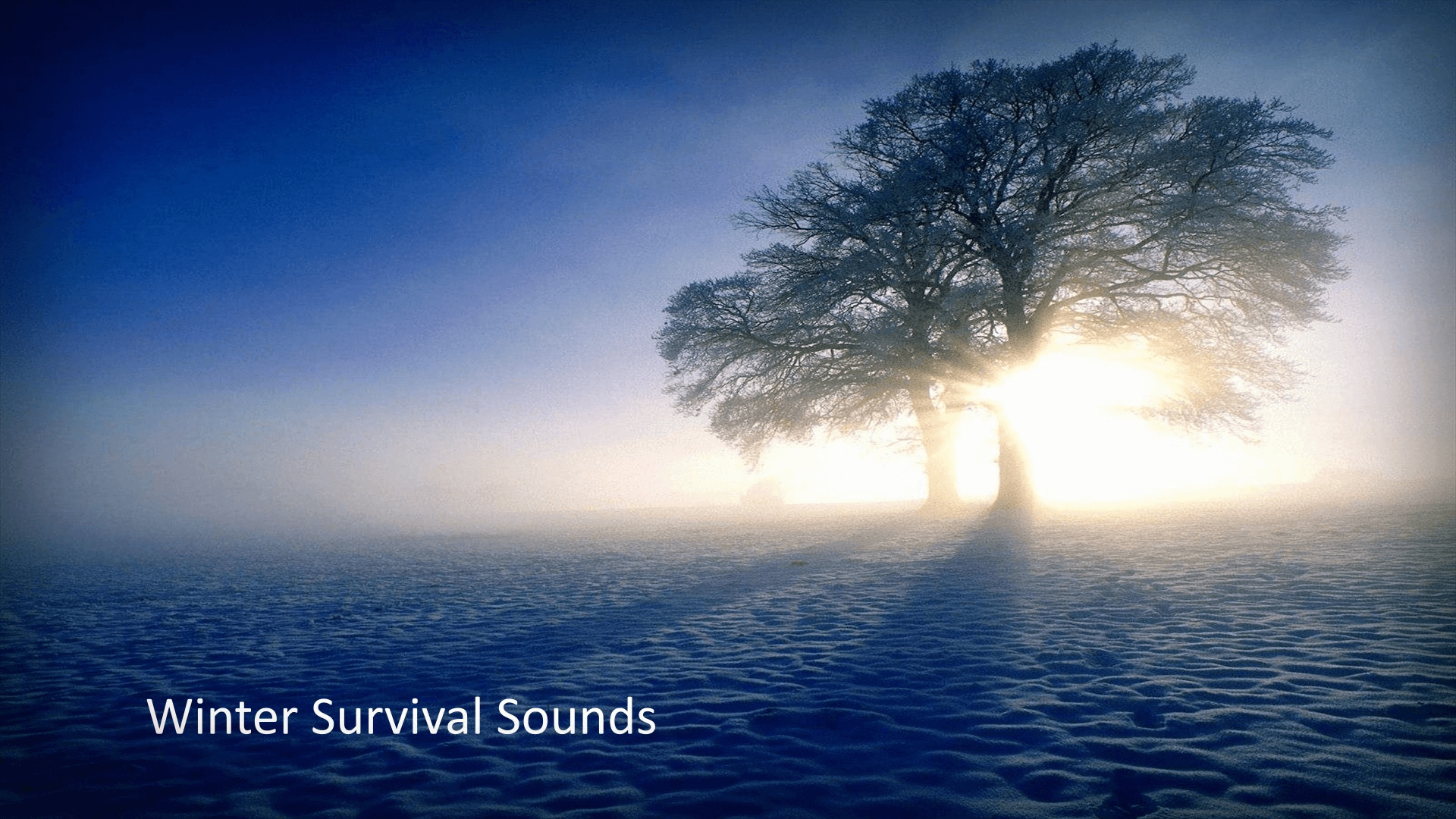 Winter Survival Sounds in Sound Effects - UE Marketplace