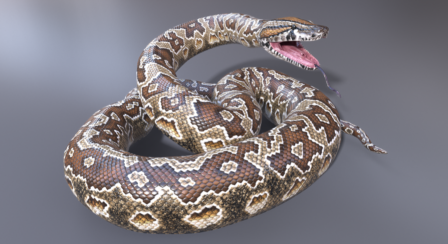 Southern African Rock Python in Characters - UE Marketplace