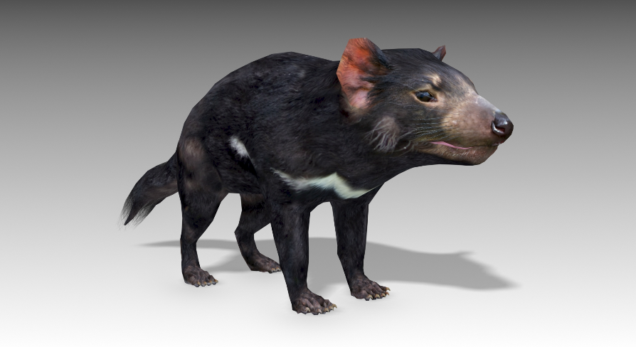 Tasmanian Devil in Characters - UE Marketplace