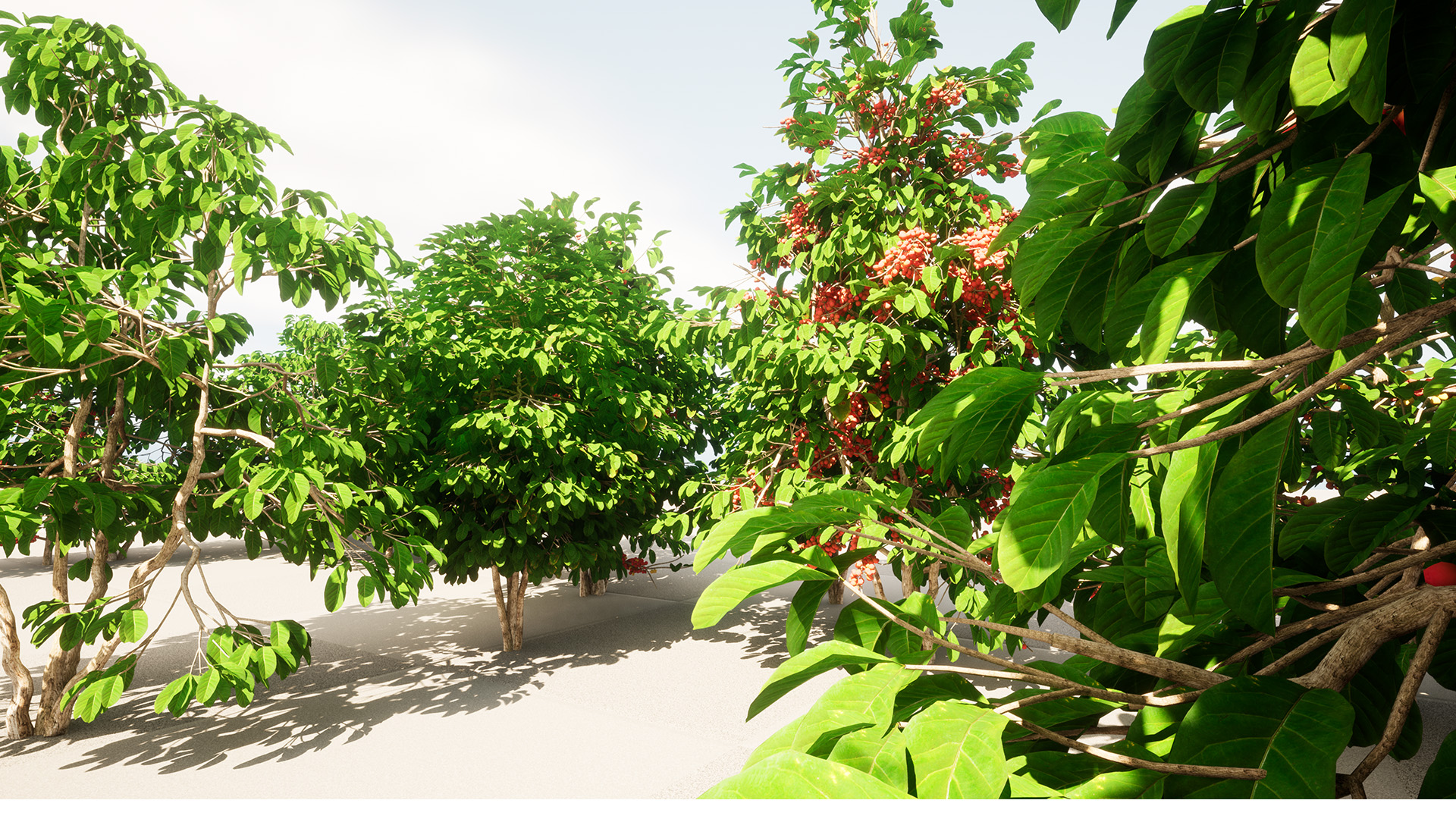 Fruits and vegetables