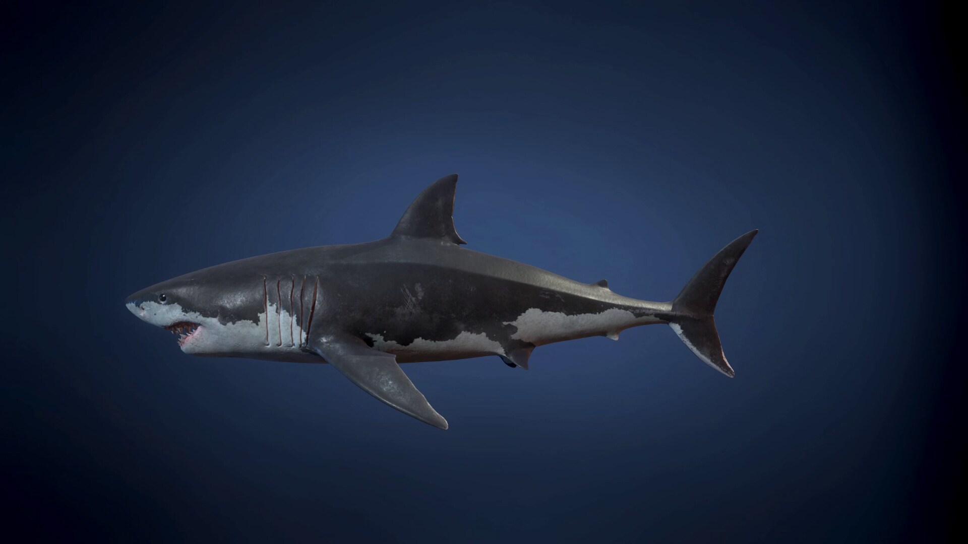 Great White Shark in Characters - UE Marketplace