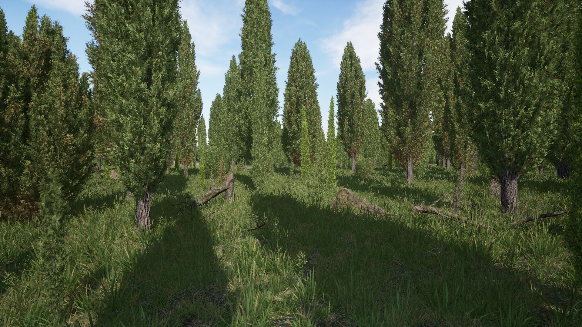 Cypress Pack (Cupressus Pyramidalis)
