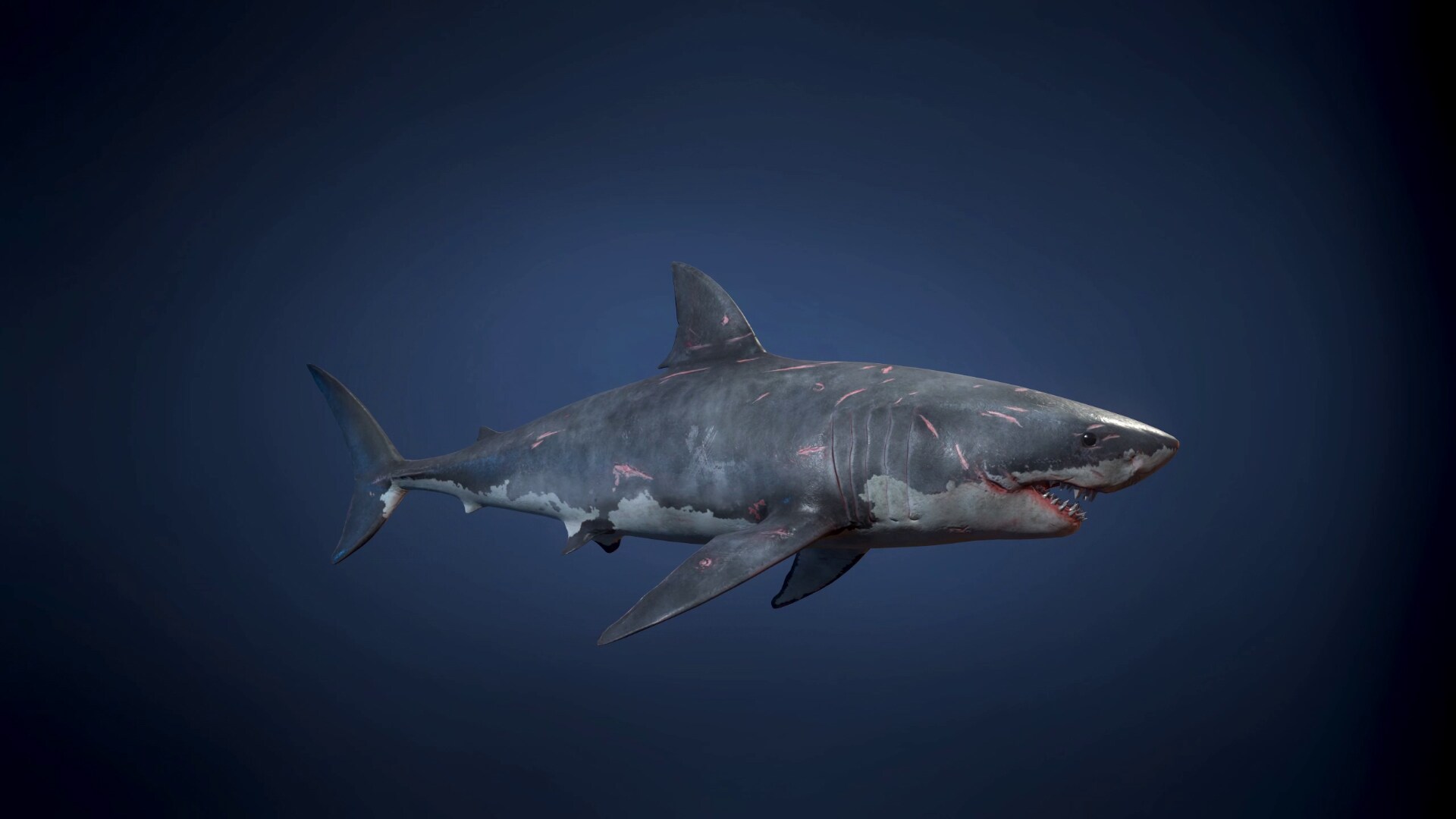 Great White Sharks キャラクター Ue マーケットプレイス