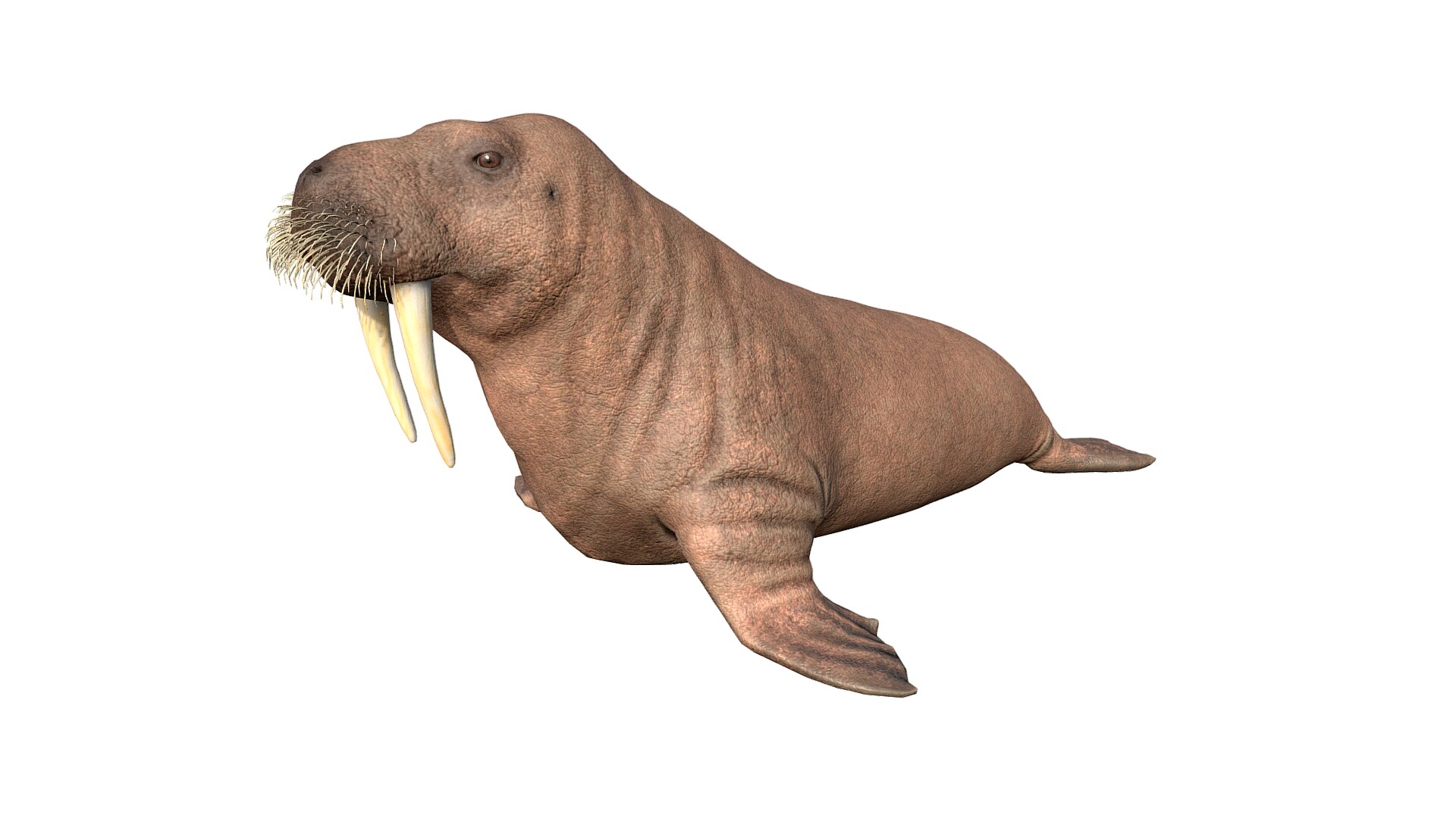 Walrus