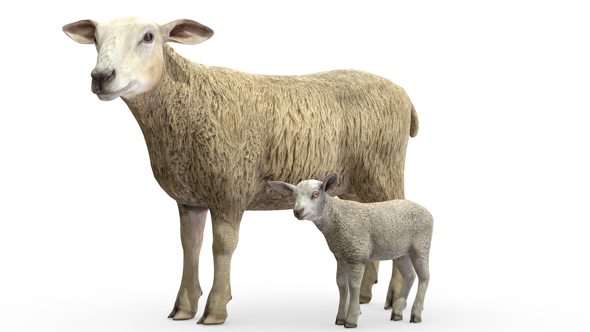 Sheep and Lamb