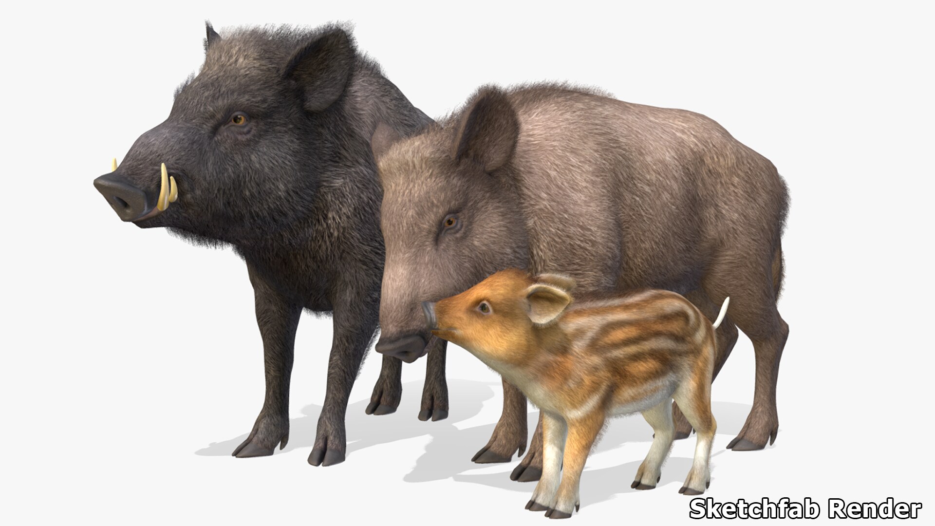 Wild Boar Family