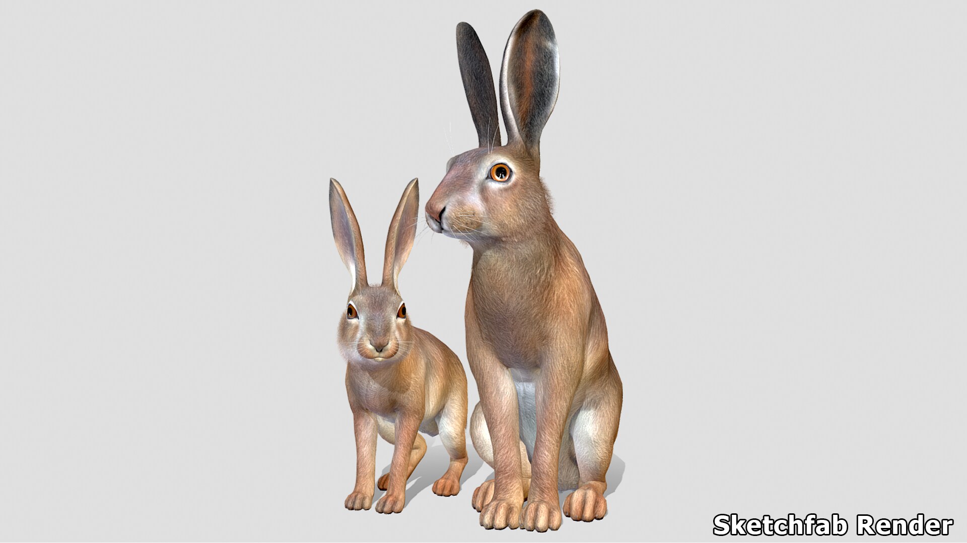 Hare Family