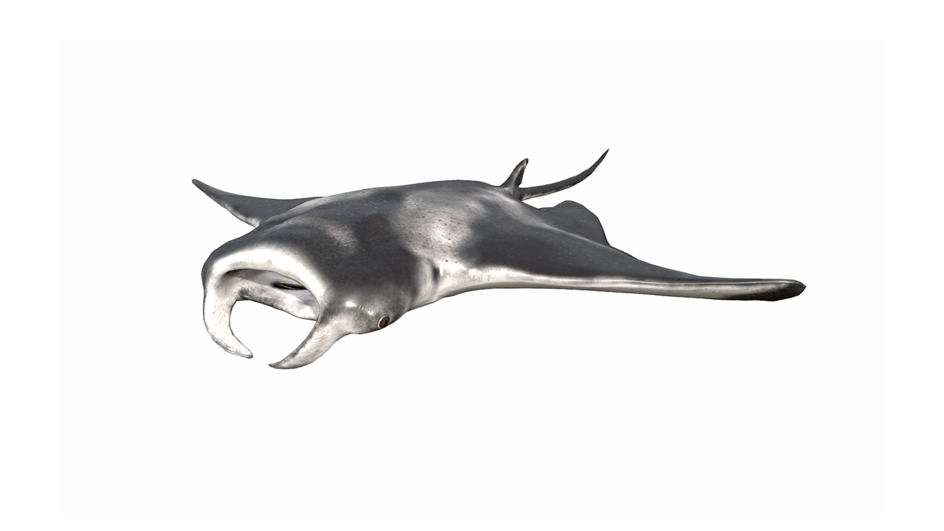 Manta Ray