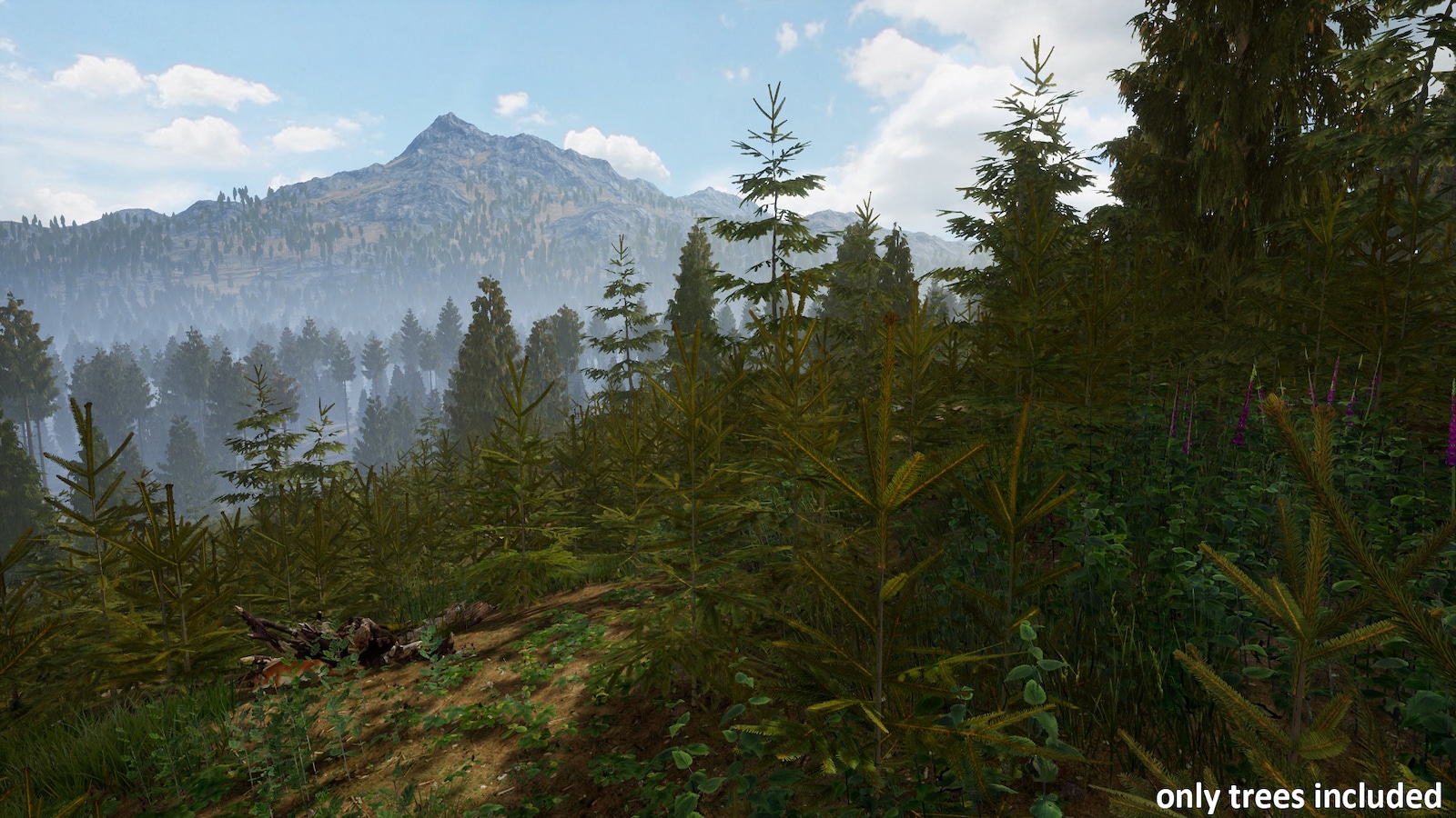 temperate vegetation: spruce forest