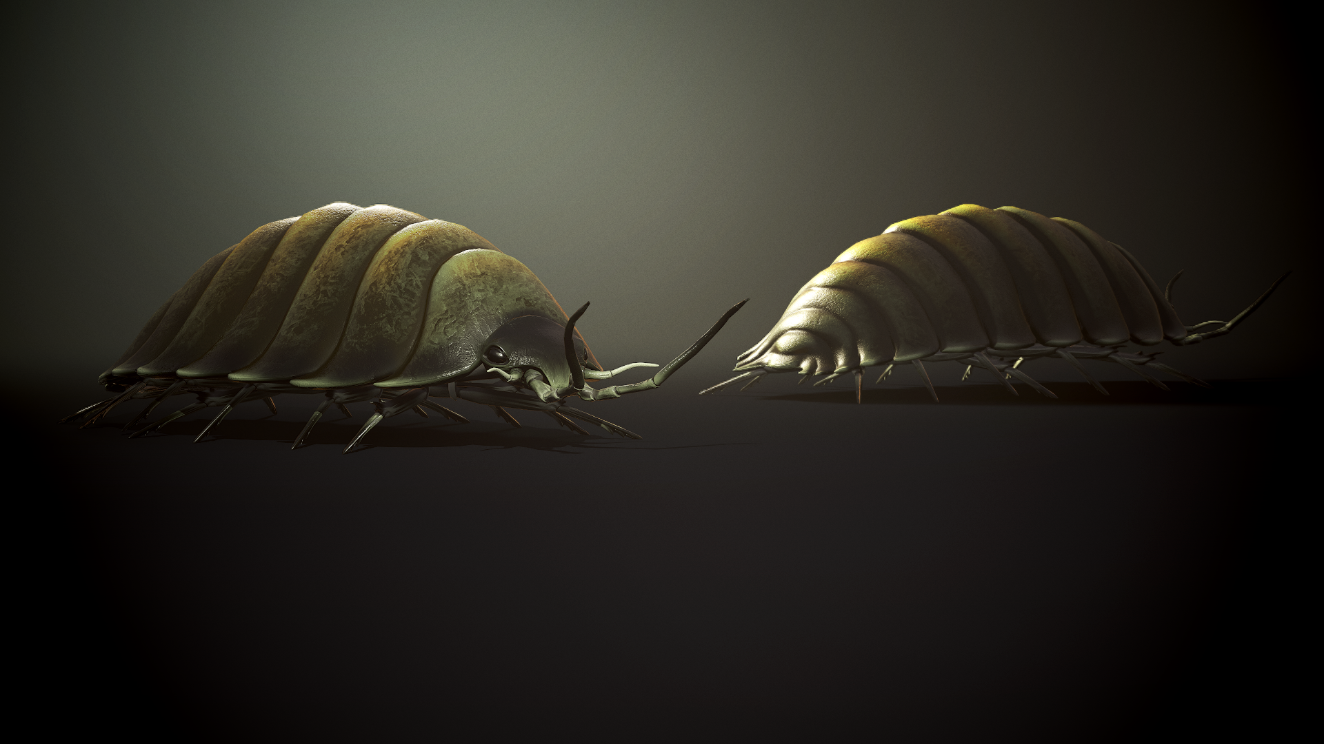 Woodlouse insect1