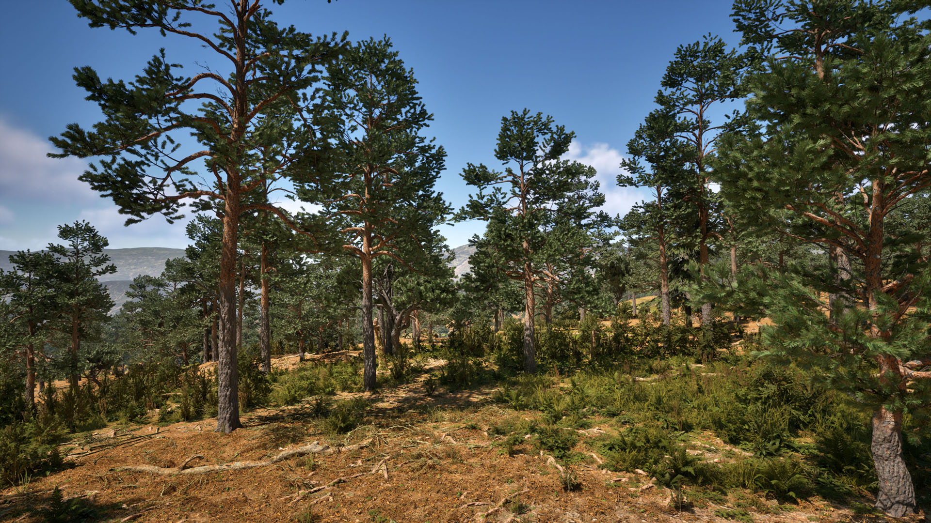 DZ Conifer Collection
