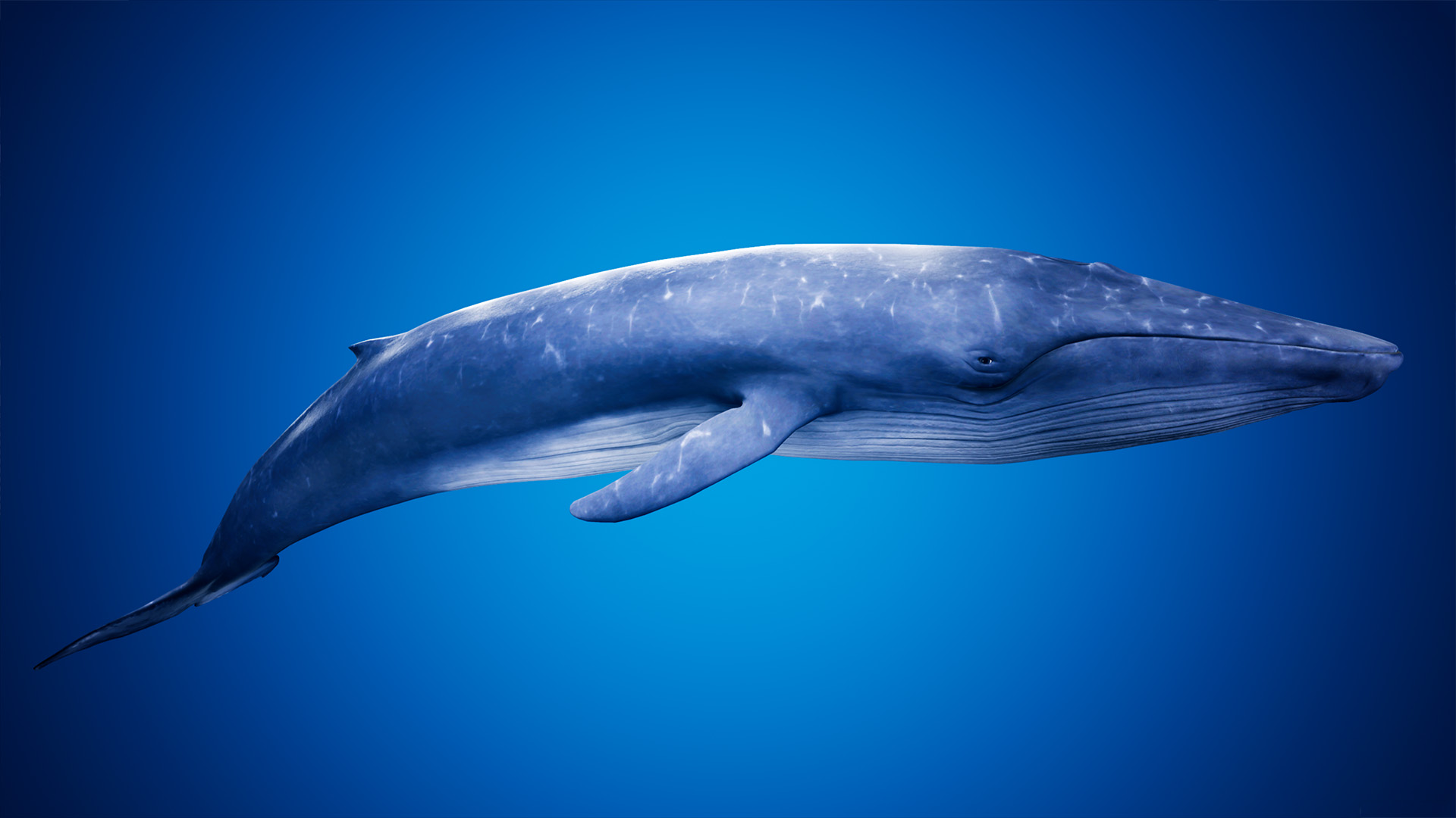 ocean animals pack vol.