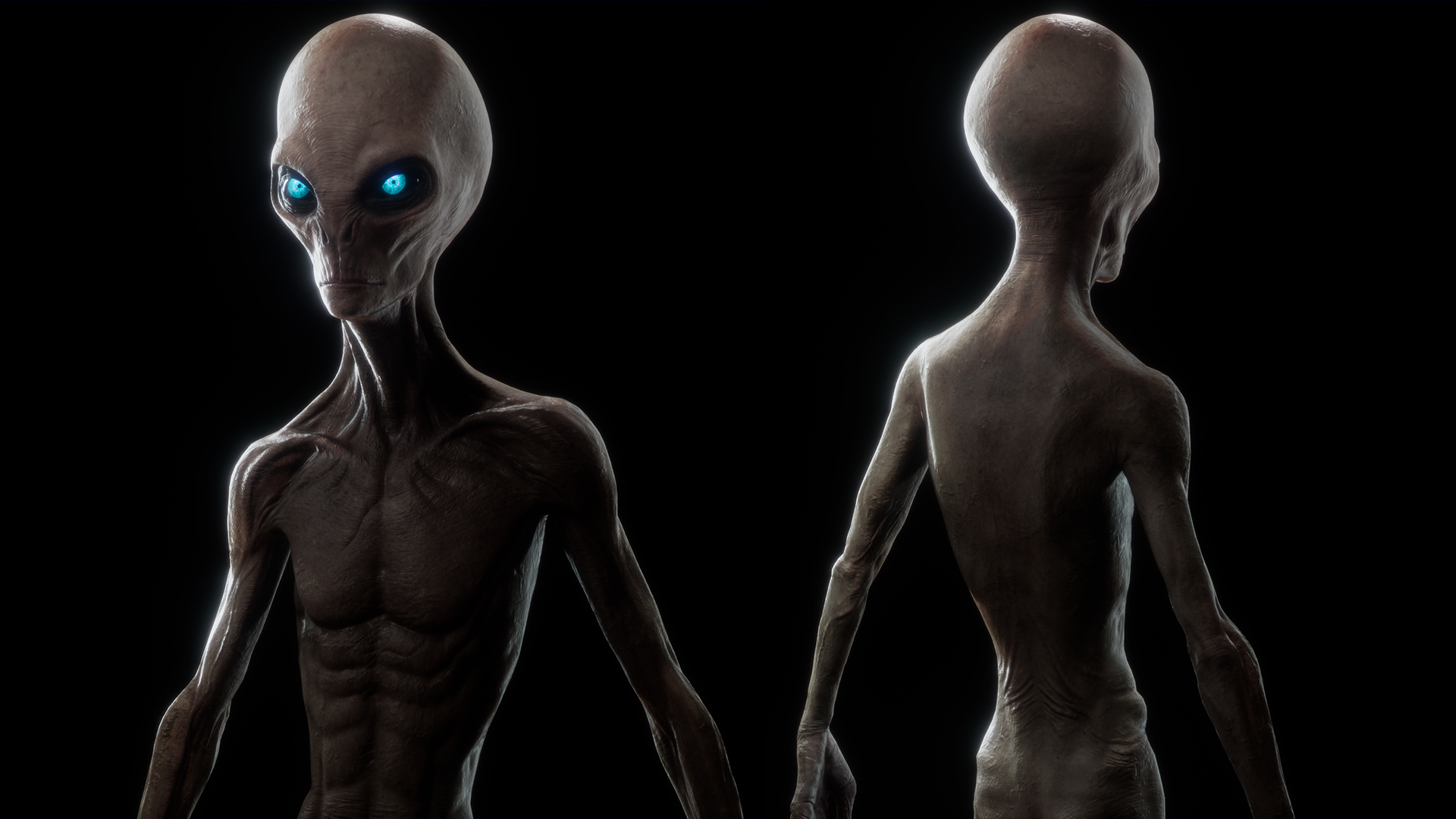 The Grey Aliens The Grey Aliens