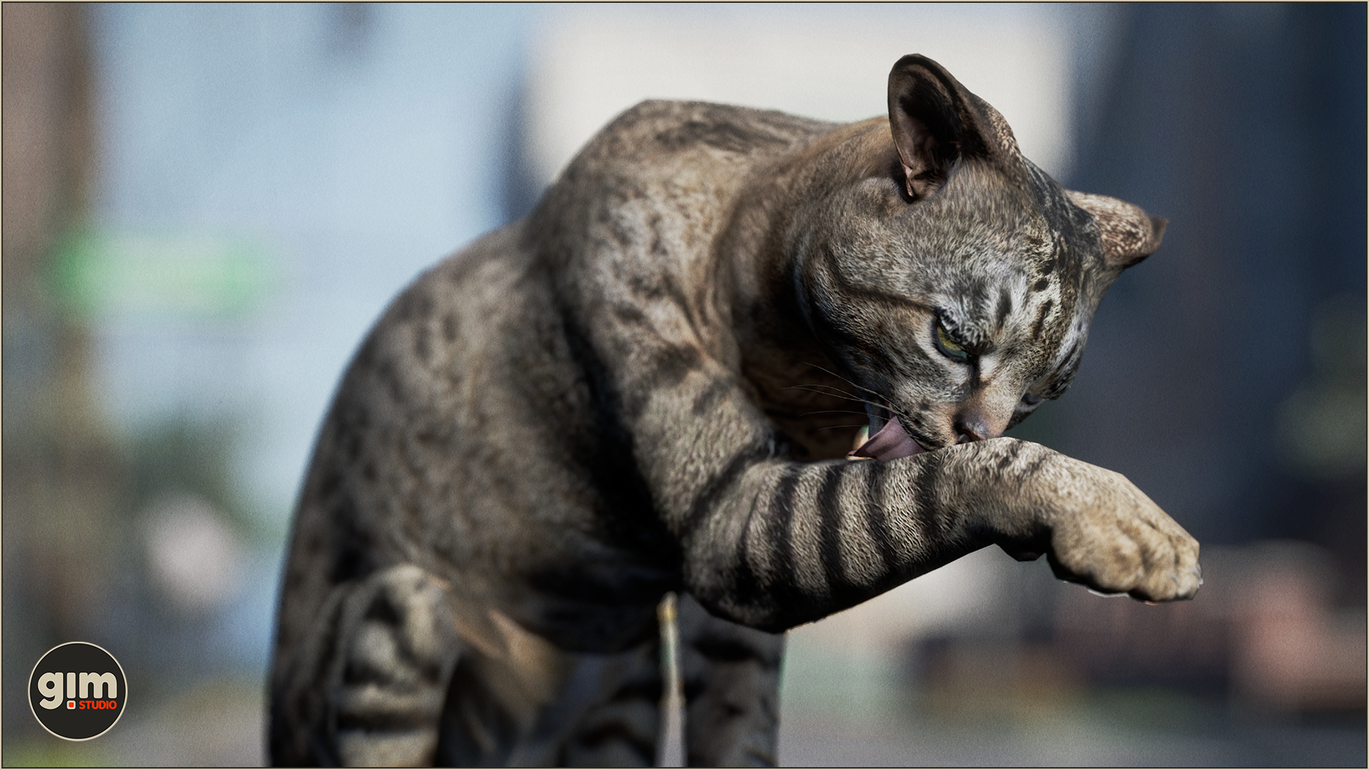 Animalia - Domestic Cat