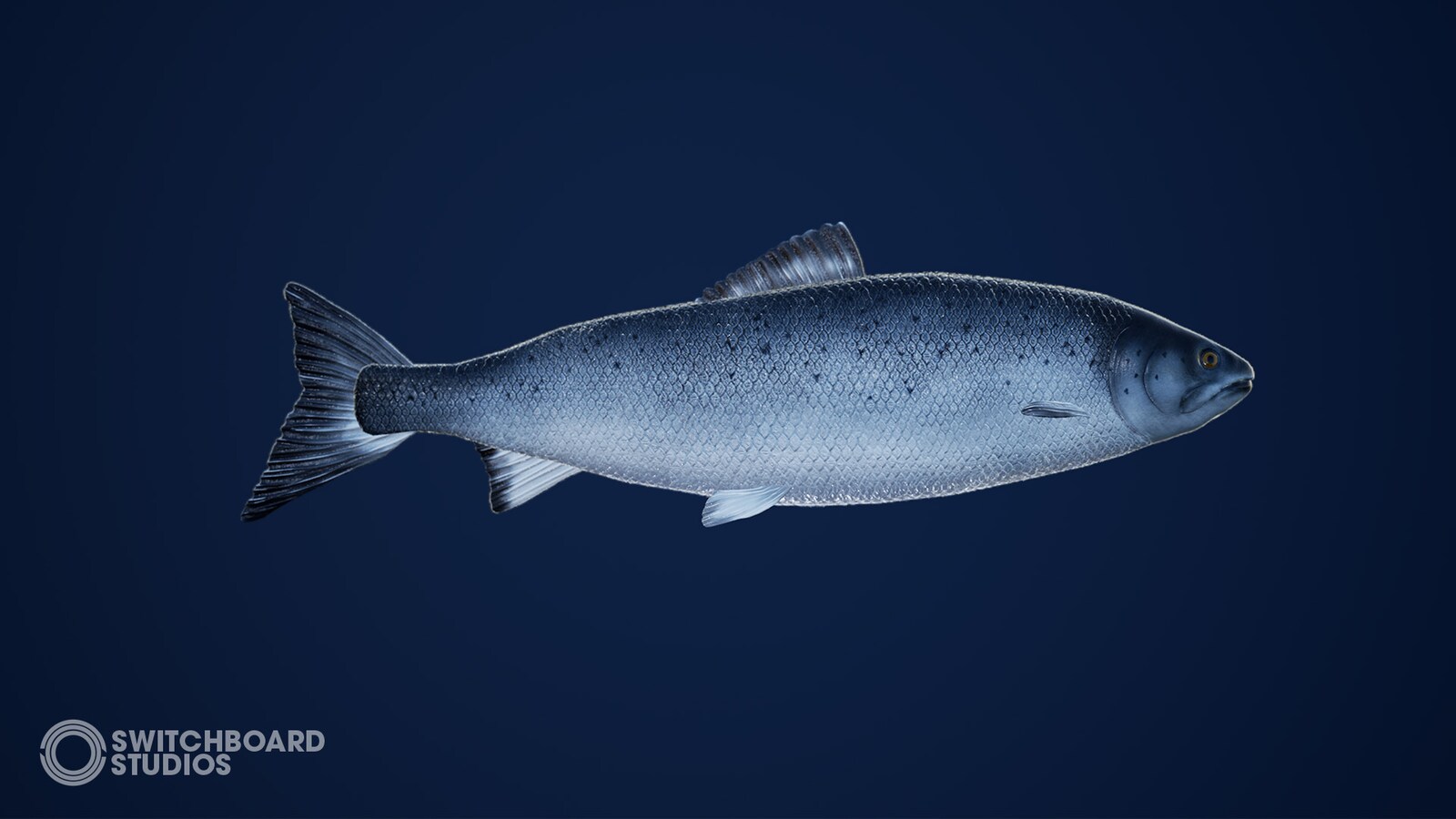 freshwater fish pack with animations