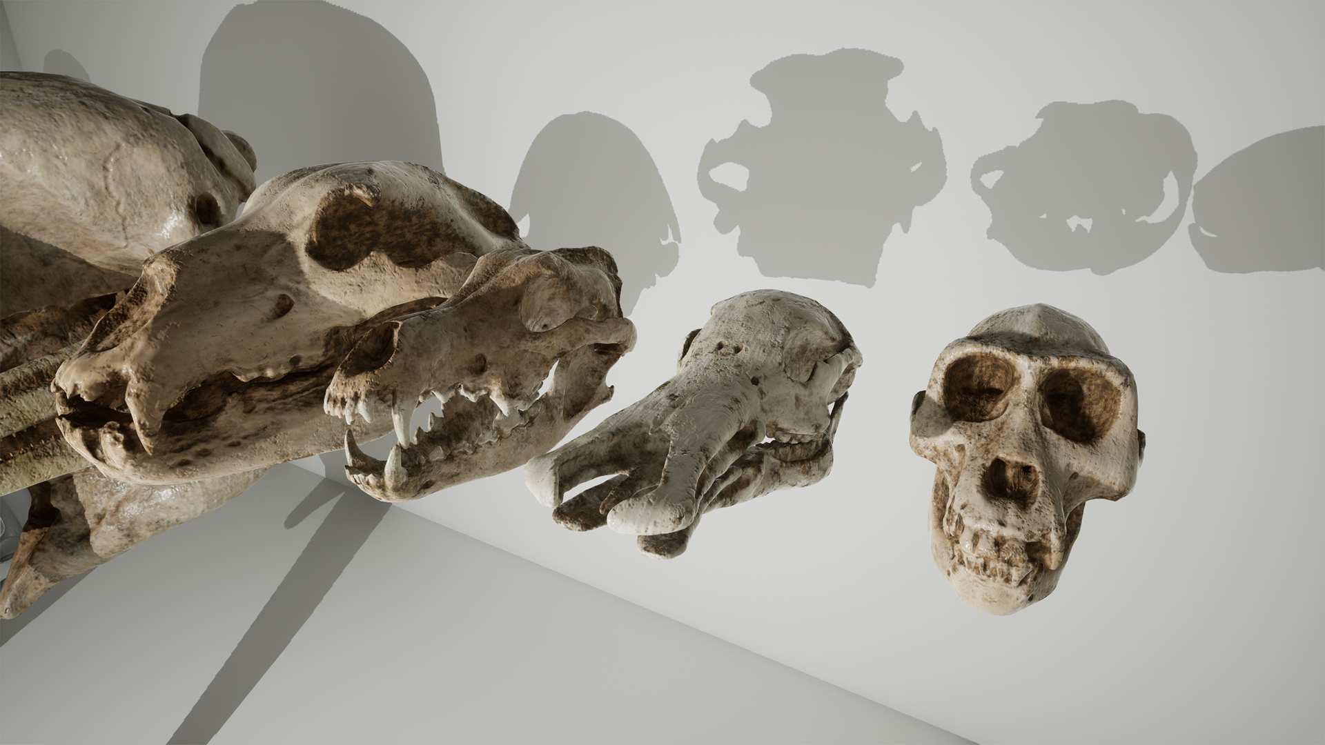 Animal Skull Pack
